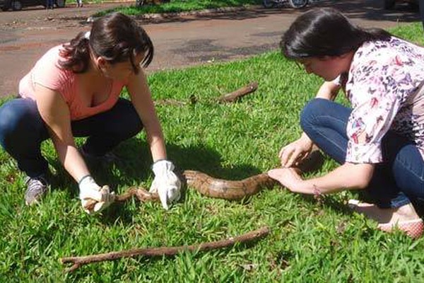 Cobra retirada da Prefeitura recebe cuidados e ganha nova morada no IEF