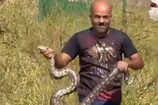 Imagens mostram destreza na captura de jiboia de grande porte em Abadia dos Dourados