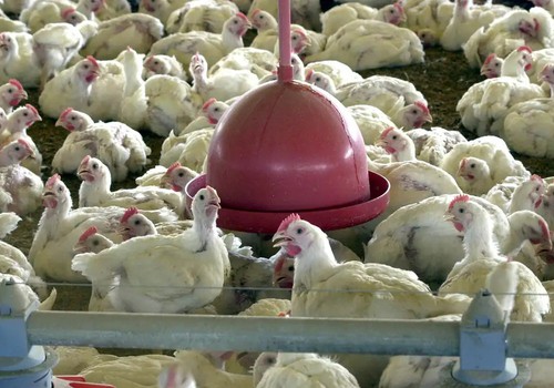 China suspende proibição de compra de carne de frango do Brasil