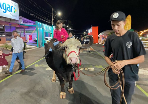 Búfala “Rainha” desfila pelas ruas do Parque de Exposições e chama atenção de todos; veja ao vivo