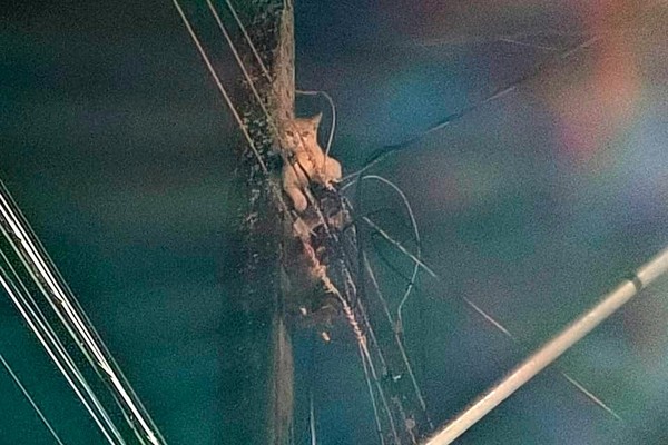 Bombeiros resgatam gato que ficou preso no alto de poste próximo aos fios de alta tensão em Patos de Minas
