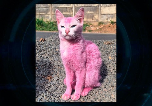 Gato pintado de rosa com tinta tóxica é resgatado em situação de maus-tratos, em Araxá