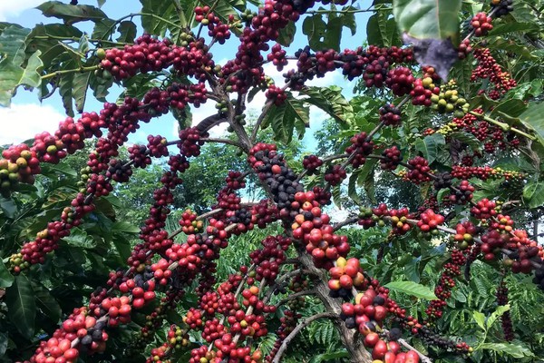 Conab prevê colheita recorde de café com crescimento de 17,1% em 2026
