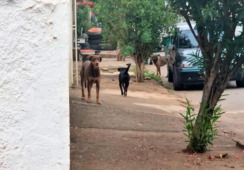 Prefeitura de Patos de Minas vai realizar censo de cães e gatos a partir da próxima segunda-feira