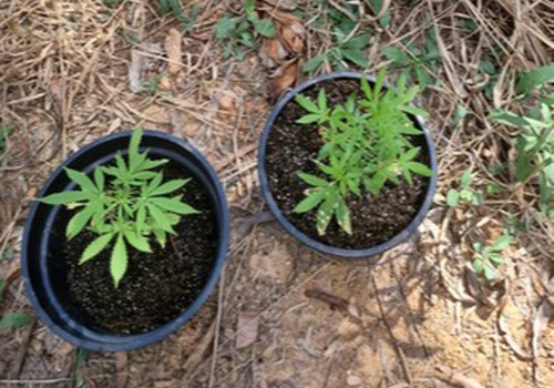 Pés de maconha são encontrados em lote vago atrás do Fórum Olympio Borges, em Patos de Minas