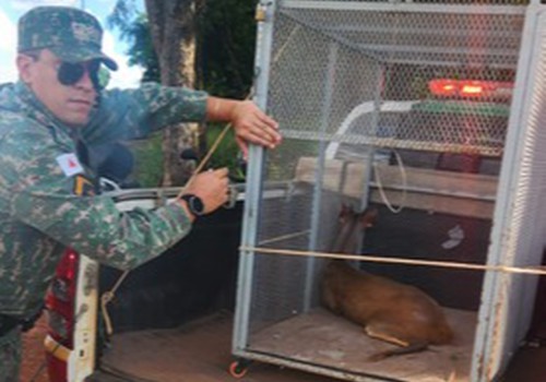 PM Ambiental resgata veado com ferimentos em fazenda de Presidente Olegário