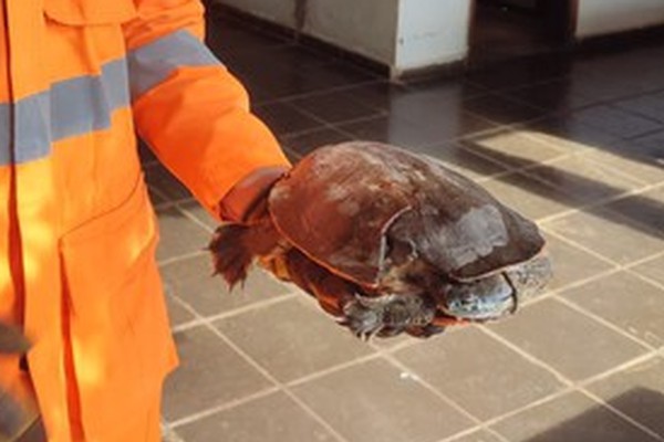 Cágado ferido após atropelamento é resgatado pelo Corpo de Bombeiros em Patos de Minas
