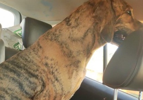 Conserbrás afirma que cães não foram envenenados no Aterro Sanitário e que eles estão bem