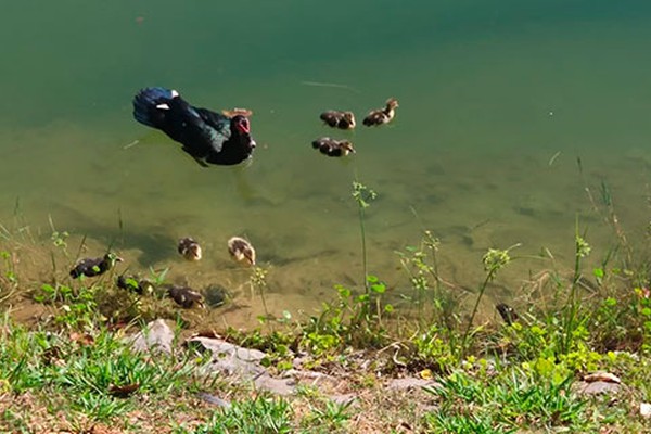 Família de patos com diversos patinhos surge na Lagoa Grande e encanta frequentadores