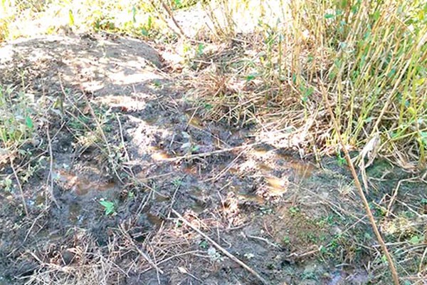 Nascentes que abastecem a Lagoinha sofrem com a degradação e água para de correr