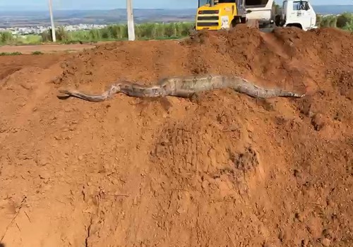 Jiboia gigante aparece no bairro Jardim Vitória e Bombeiros são acionados para fazer o resgate