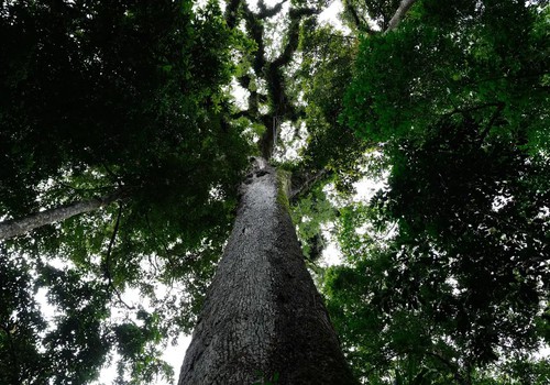 Lula sanciona lei do licenciamento ambiental com 63 vetos