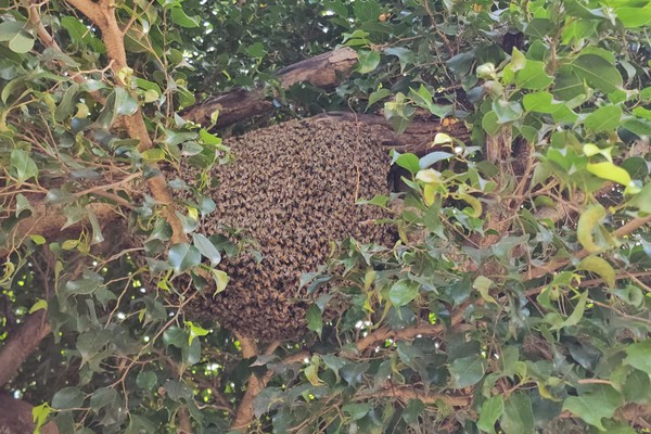 Enxame de abelhas instalado há meses no centro da cidade ataca e coloca em risco a vida de pessoas