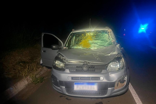 Bovinos soltos na BR 354 provocam mais um acidente e animal ferido precisa ser abatido a tiros