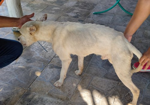 Pitbull resgatado bastante debilitado morre durante tentativa de reabilitação