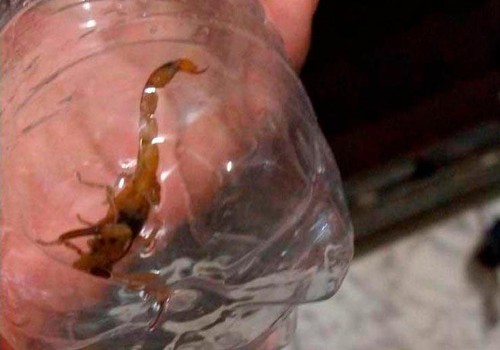 Prefeitura Alerta para acidente com escorpiões e divulga cartilha com informações importantes