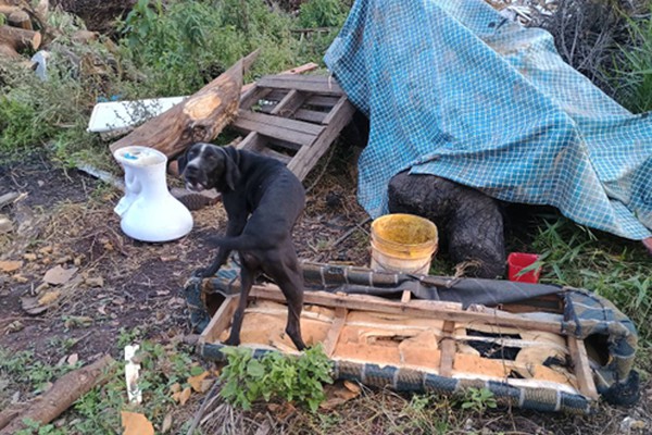 Polícia encontra cães e gatos sem comida e feridos e idoso acaba preso em Patos de Minas