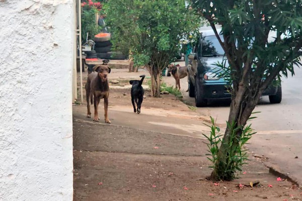 Prefeitura de Patos de Minas vai realizar censo de cães e gatos a partir da próxima segunda-feira