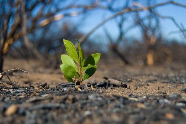 Proprietário rural em Paracatu terá que pagar multa ambiental de mais de R$180 mil