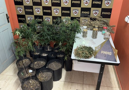 Polícia encontra estrutura para a produção de flor de maconha e prende homem de 36 anos por tráfico