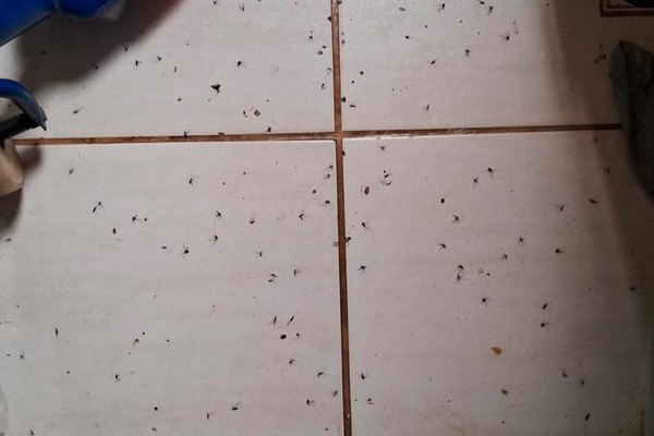 Moradores do bairro Ipanema sofrem com infestação de pernilongos e cobram ação da prefeitura