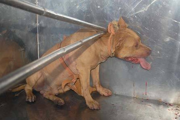 Pitbull ataca égua na Rua Rui Barbosa e tem que ser contido com golpe de pá