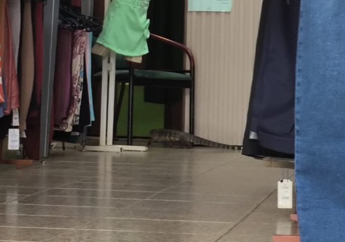 Teiú de mais de 1 metro invade loja no Centro de Patos de Minas e dá trabalho para ser capturado