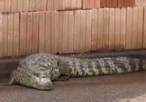 Enorme jacaré surpreende ao aparecer em rua de Patos de Minas; bombeiros foram acionados