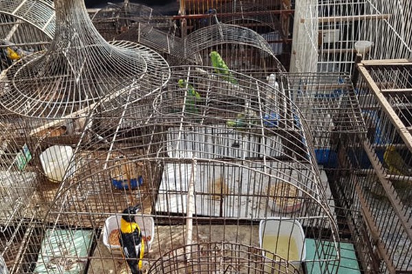 Morador que mantinha 26 pássaros silvestres em cativeiro é preso e multado em R$ 43 mil
