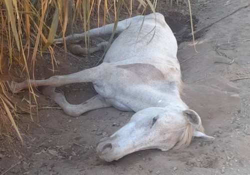 Equino agoniza à beira da estrada e revela dificuldades no resgate de animais em Patos de Minas