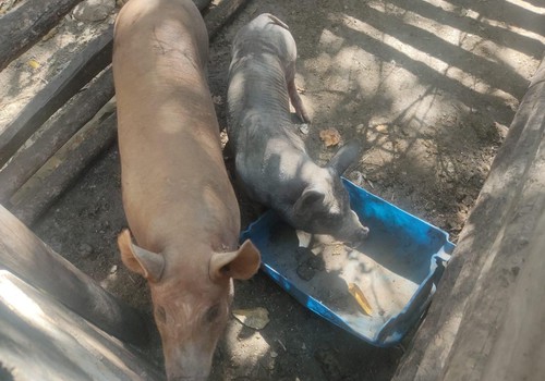 Porcos são encontrados sem água e sem abrigo e proprietário é preso por maus-tratos