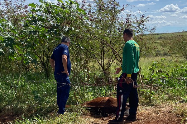 Zoonoses encontra cavalos “muito magros” após denúncia de maus-tratos em Patos de Minas