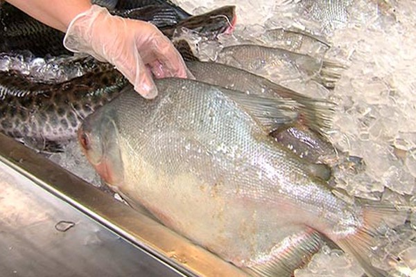 Veja o que fazer na hora da compra para não levar peixe estragado para casa na semana santa