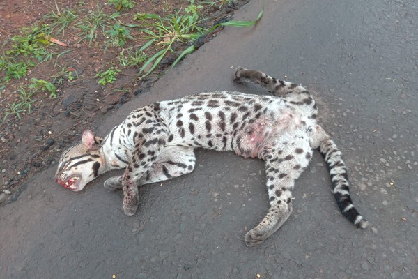 Jaguatirica é atropelada por veículo de passeio e morre tentando atravessar a BR-365