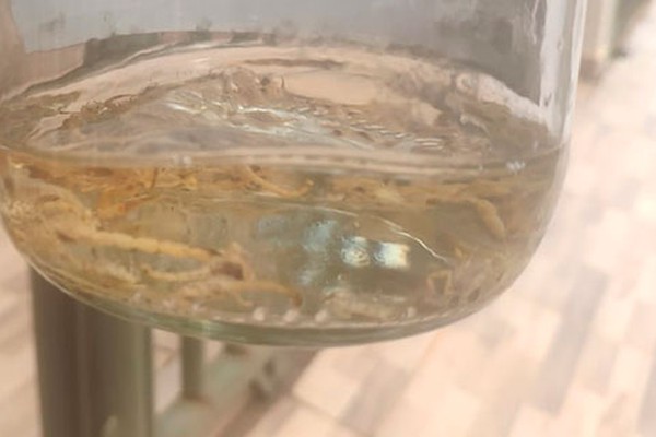 Moradora recolhe dezenas de escorpiões dentro de casa e cobra limpeza de lotes vagos