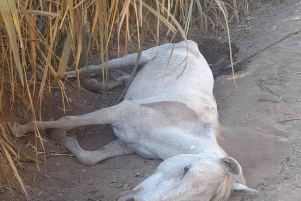 Equino agoniza à beira da estrada e revela dificuldades no resgate de animais em Patos de Minas