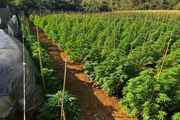 Polícia descobre enorme plantação com 6 mil pés de maconha em fazenda entre Patrocínio e Coromandel