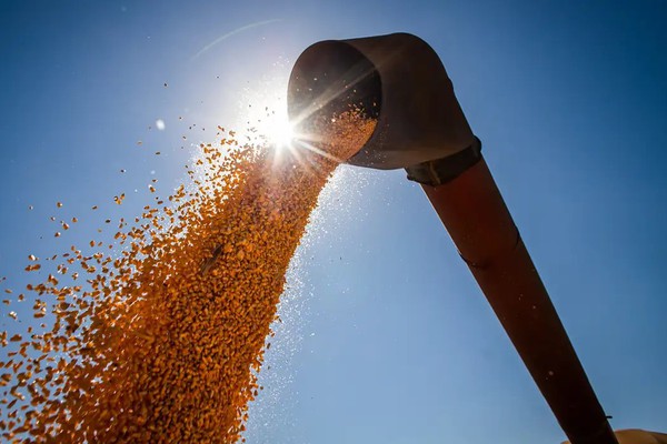 Brasil poderá ter novo recorde na produção de grãos na safra 2024/2025