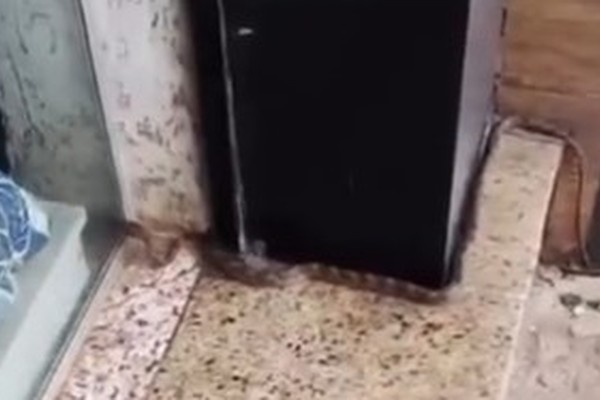 Médico veterinário detalha espécie de cobra resgatada em frente a loja no Centro de Patos de Minas