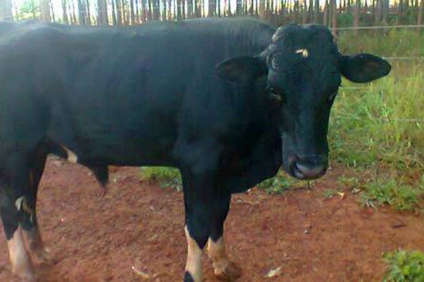 Produtor rural tem o boi reprodutor castrado por vizinho e fica revoltado