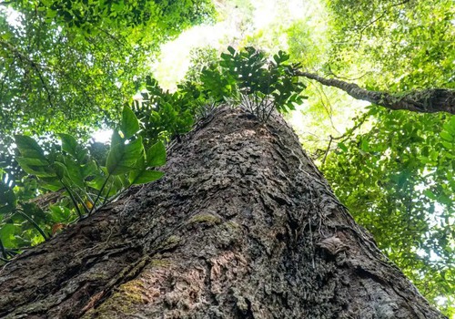 Mudança climática: gigantes da Amazônia podem ajudar cientistas