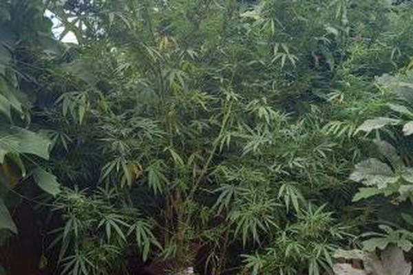 PM sai em perseguição a homem que furtou várias panelas e encontra pés de maconha de mais de dois metros em Lagoa Formosa