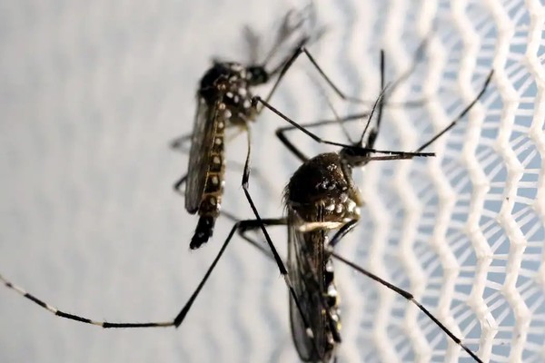 Quase 4 bilhões de pessoas correm risco de infecção pelo Aedes