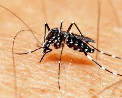 Entenda o que é a dengue sorotipo 3 registrada pela primeira vez em Patos de Minas