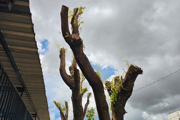Novo Código de Arborização entra vigor com multas pesadas para cortes e podas de árvores sem autorização