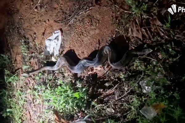 Motoristas se deparam com enorme Jiboia atravessando a avenida JK em Patos de Minas