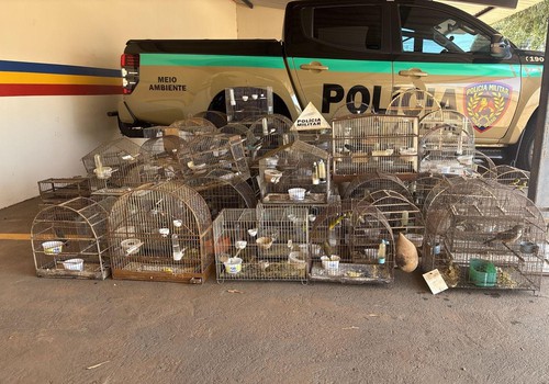 Polícia Militar de Meio Ambiente apreende 86 pássaros na região; multas ultrapassam R$400 mil