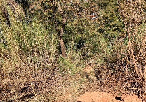 Caminhão desce ribanceira de cerca de 15 metros e motorista é resgatado pelos bombeiros
