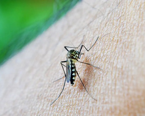 Primeira morte por dengue em 2026 é confirmada em Patos de Minas; vítima tinha 49 anos
