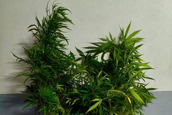 Polícia Militar recebe denúncia de ameaça e agressão e descobre plantio de maconha em residência